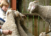 Wensleydale sheep